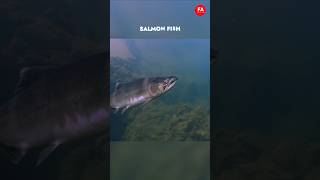 How A Salmon Cannon Worksshorts [upl. by Harol]