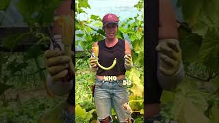 My favorite squash Full video on my page 🤟🏻 growingfood squash farminglife homesteading [upl. by Antoine]