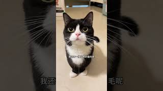 猫：多管闲事猫咪 奶牛猫 黑猫警长 委屈巴巴的猫咪太萌了 老鼠怕猫这是谣传 [upl. by Cathee]