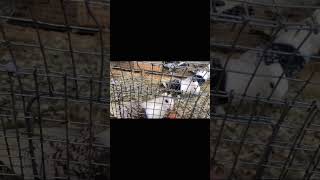 Fancy Satinette Pigeons colors butterfly marking pigeons short viralvideo youtubeshorts [upl. by Einnahpets399]