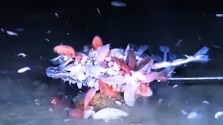 How Do Deep Sea Creatures Survive Under Crushing Pressure [upl. by Manvel]