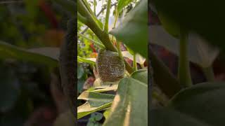 Found a female mantis and her eggs praying mantiscocooninsects animals wildlifeoothecashorts [upl. by Atsyrt]