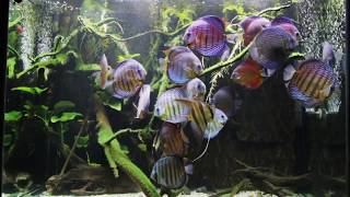 Wild Discus amp Altum Angel [upl. by Florida]