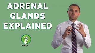 The Importance of Adrenal Glands Explained [upl. by Oesile854]