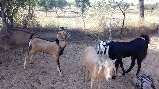 Amar Bakra bakri Ki Awaaz  Wonderful Goat Sound Video [upl. by Fowler]