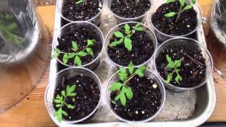 Dutch Bucket Tomato Update 9 Aug 2013 Masterblend Fertilizer in Use [upl. by Settera167]