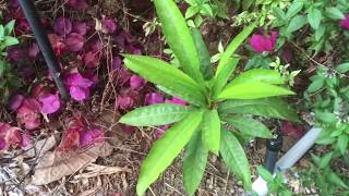 Growing Canistel Trees Egg Fruit or Yellow Sapote [upl. by Truman]