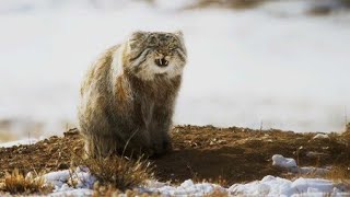 World’s Grumpiest Cat  Frozen Planet II  BBC Earth [upl. by Golliner]