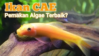 Ikan CAE Chinese Algae Eater  Ikan Pemakan Algae Aquascape [upl. by Nitsug]