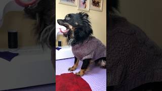 Tailored Tails A Guide to Making a 100 Wool Dog Coat for Your Furry Friend Full video cutedogs [upl. by Nylad486]