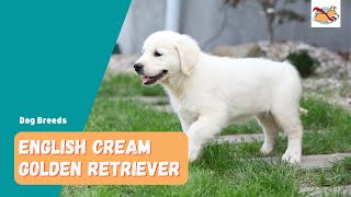 English Cream Golden Retriever A Complete Visual Guide To This Stunning Dog [upl. by Kirkpatrick]