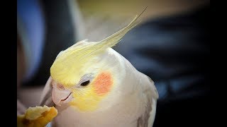 Cutest moments of cockatiel A hybrid love bird [upl. by Natiha]