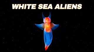 The Underwater WORLD Of The White Sea  Deep Sea Organisms [upl. by Catrina]