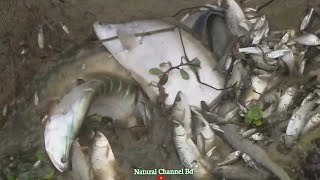 Traditional Fishing in Bangladeshi Village part 14  bd fishing  Natural Channel BD [upl. by Amilah828]