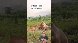 o leão das montanhas x urso wildanimalvswildanimal wildebeast animals elephant wildanimal [upl. by Corie]