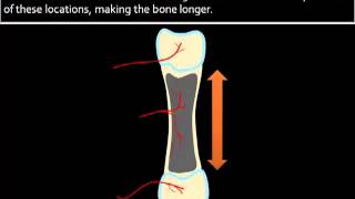 Bone Formation Growth [upl. by Rocco]