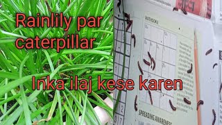 caterpillar on rainlily plantfull informationhow to care rainlily plant [upl. by Martz]