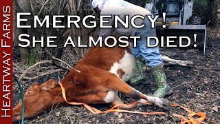 Can we save this bloated cow Animal Emergency  Cow Bloat  Homesteading  Dr Pol  Heartway Farms [upl. by Aerbas187]