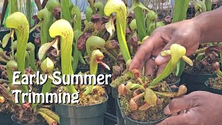 Trimming Darlingtonia Pitchers in Early Summer [upl. by Malvia]