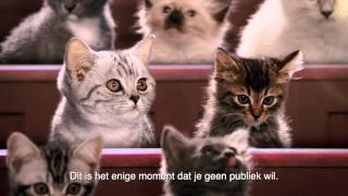 Kitten Kollege Kattenbaktraining [upl. by Obocaj]