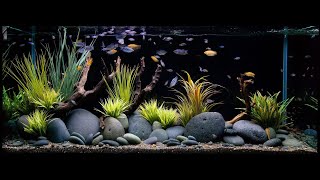 Nitrogen Cycle Aquarium Timeline [upl. by Bilow863]