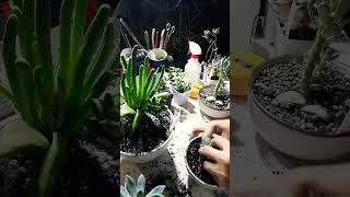 Repotting succulents Succulent plant succulents plants cactus propagation homegarden tips [upl. by Ayin]