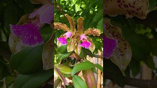 Cattleya Pantherina дуже ароматна орхідея [upl. by Venditti]