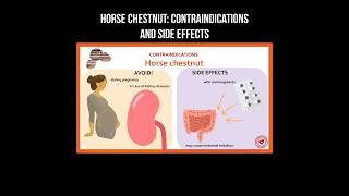 Horse Chestnut contraindications and side effects chestnut horsechestnut diabetes herbal [upl. by Erodroeht]