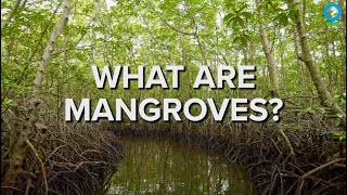 What Are Mangroves [upl. by Nitnerb]