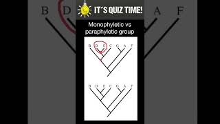 Monophyletic vs Paraphyletic groups [upl. by Aihcela]