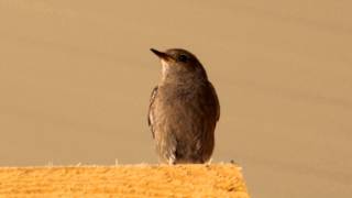 Black Redstart Phoenicurus ochruros ♀ [upl. by Petronilla633]