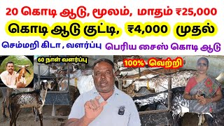 சிறிய இடத்தில் கொடி ஆடு amp செம்மறி கிடா வளர்ப்பு  60 நாள் வளர்ப்பு மட்டுமே  tamilvivasayi [upl. by Barthol]