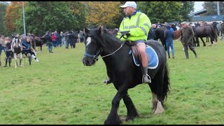 Horse Rider in Shorts on Cold Day Ballinasloe Horse Fair [upl. by Analem558]