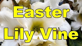 Easter Lily Vine  Beaumontia grandiflora  HD Video 02 [upl. by Woodsum]