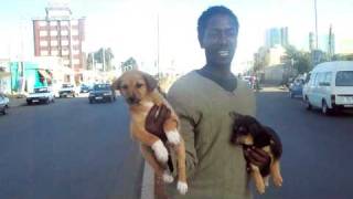 Ethio Dog Dealer  Buy puppy [upl. by Paddy]