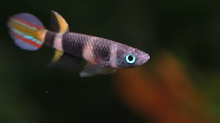 The Complete Guide To The Rocket Killifish  Clown Killifish [upl. by Hgielyk815]