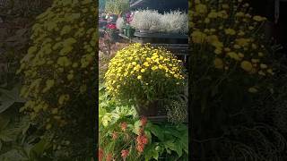 Garden centrecolourful plantsgardenningsubscribeytshortsviral [upl. by Lisk]