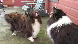 Howling Mad Shelties [upl. by Akirea]