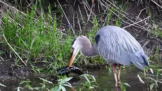 Great Blue Heron fishing at Sammamish River [upl. by Noitsuj]