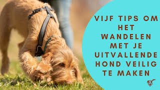 Vijf tips om het wandelen met je uitvallende hond veilig te maken [upl. by Noeruat]