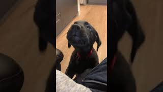 Labrador puppy yapping for attention [upl. by Ardnael]