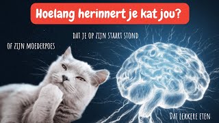 Geheugen van een kat zo herinneren katten hun baasjes misbruik hun moeder kattengeheugen uitleg [upl. by Nosidda]