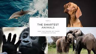 Top 5 smartest animals in the worldthe sounds of their communication animals smartanimals top5 [upl. by Ennovoj736]