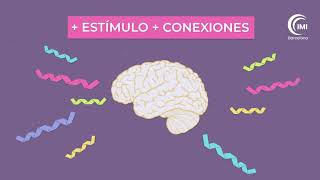 ¿Cómo aprende el cerebro del niño 💡 Introducción a la Neurociencia y el funcionamiento del cerebro [upl. by Egidio642]