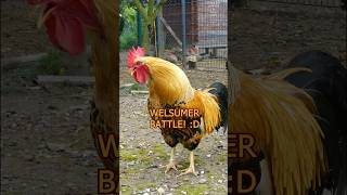 Battle of the Welsummer roosters 🐓💪 zwergwelsumer welsummerchicken hühner roosters bantams [upl. by Cod479]