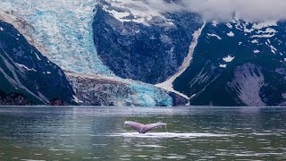 Whale Watching Adventure Tour in Juneau Alaska [upl. by Ydaj]