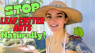 Stop Leaf Cutter Ants Naturally No spray organic gardening tips [upl. by Peckham]