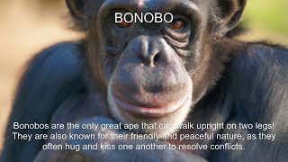 Bonobo Fact [upl. by Nida138]