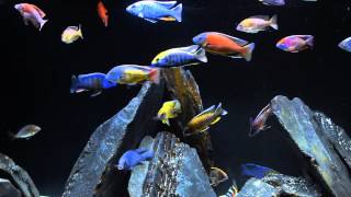 African Cichlids devouring Northfin fish food in SLOW MOTION [upl. by Yehudit869]