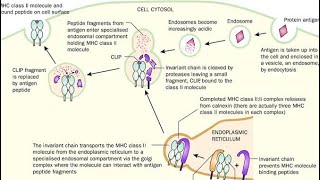 Cell Mediated Immunity part 1  MHC2 Exogenous pathway Explained [upl. by Erasaec]